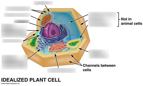 Plant Cell Diagram Diagram Quizlet