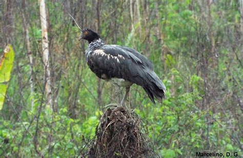 Conhe A As Maiores Aves Do Brasil Natureza E Conserva O