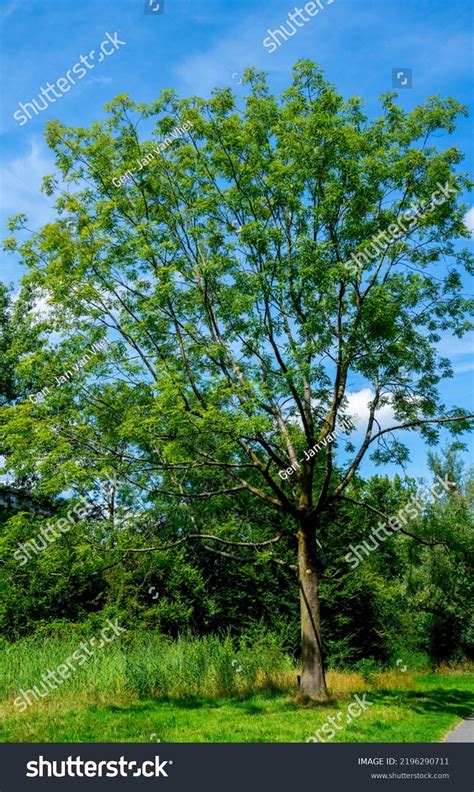 Close Ash Tree Fraxinus Excelsior Stock Photo 2196290711 Shutterstock