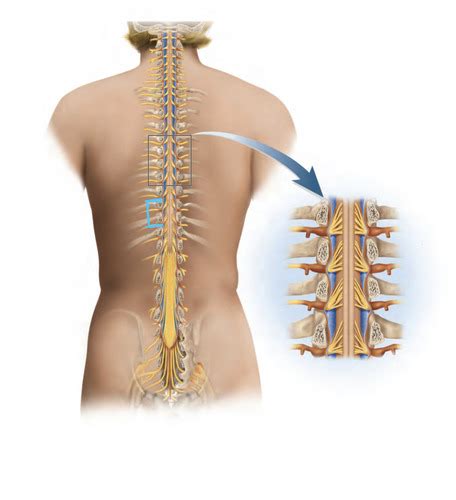 Spinal Cord Flashcards Quizlet