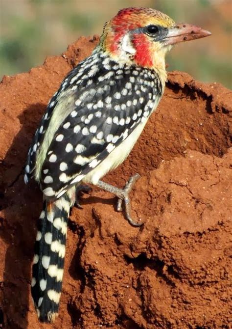 Tierra De Tucanes Y P Jaros Carpinteros Barbudo Cabeza Roja