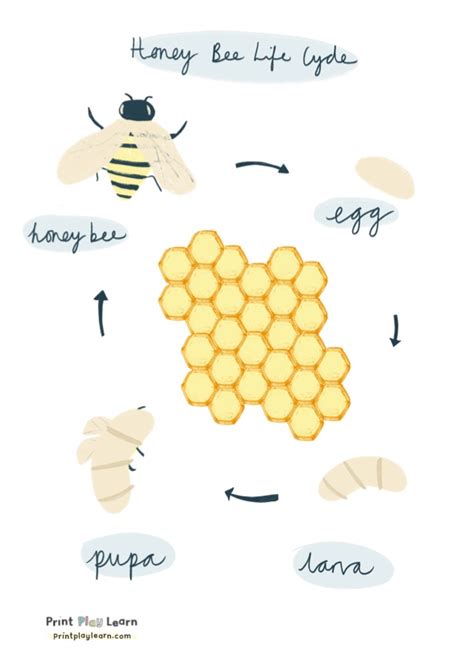 Honey Bee Life Cycle Poster for Children - Printable Teaching Resources ...