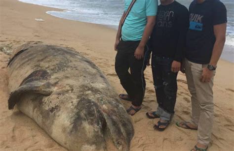 Gambar Bangkai Paus Tan Ditemui Terdampar Tepi Pantai Di Besut