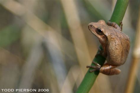 Spring Peeper Frogs And Toads Of Virginia INaturalist