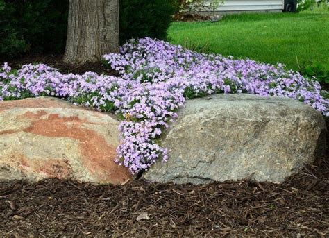 Amazing And Beautiful Emerald Blue Creeping Phlox Ideas Decomagz