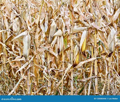 Ripe Corn On The Stalk Stock Photo Image Of Nature