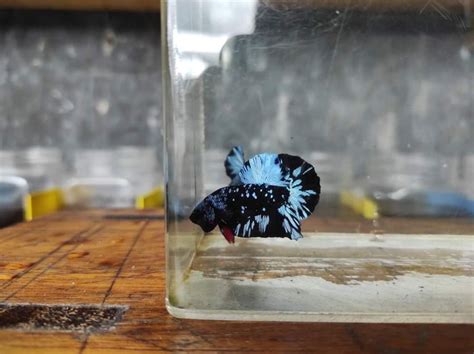 Betta Black Koi Galaxy En 2024 Betta Peces Betta Peces