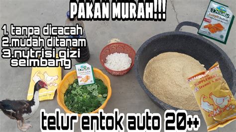 PAKAN ENTOK MURAH TANPA MENCACAH NUTRISI SEIMBANG DAN ENTOK CEPAT