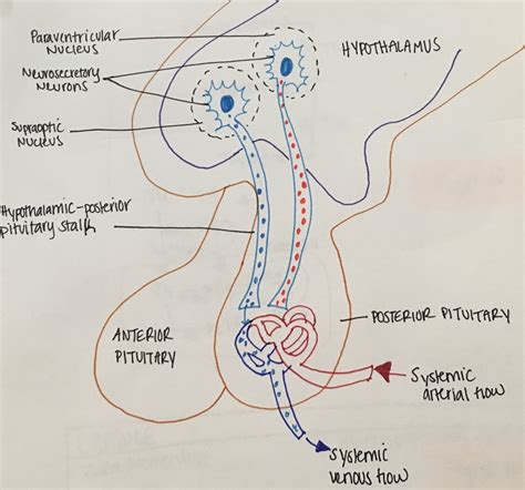 Understanding Diabetes Insipidus DiabetesWalls