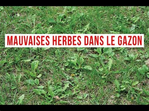 Comment Se D Barrasser Des Mauvaises Herbes Dans Le Gazon