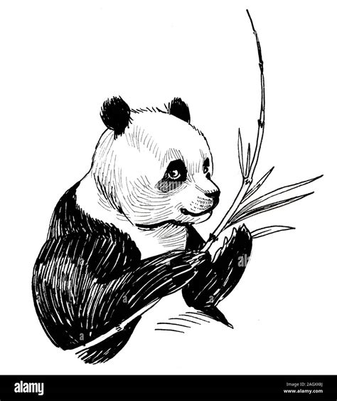 Pandas With Bamboo Drawring