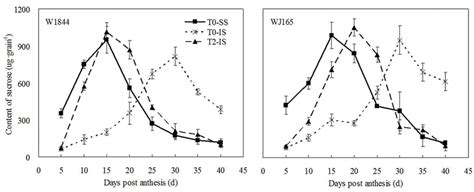 Sucrose Content Of Ss And Is Of Rice During Grain Filling T0 And T2