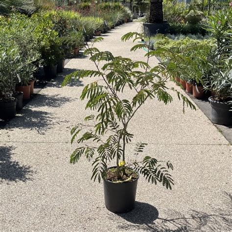 Albizia Julibrissin Ombrella Boubri cépée Arbre à soie Pépinière