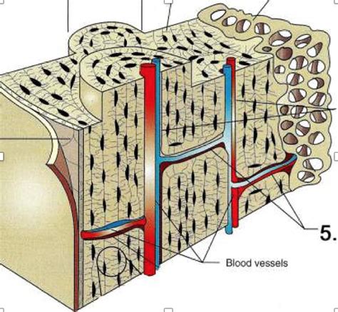 Compact Cortical Bone Organization Diagram Quizlet