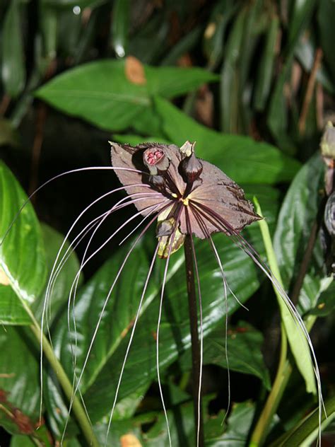 Black Bat Flower Plant (tacca chantrieri) – Urban Tropicals