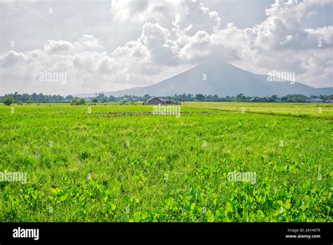 Refreshing Scene Of Verdant Rice Field At Calauan Laguna With Mt