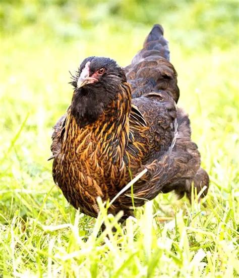 Top 15 Best Friendliest Chicken Breeds Pets Eggs Show