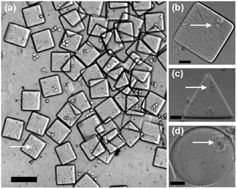 Cells Encapsulated Within Hydrogels Using Sfl A Cell Laden Hydrogel