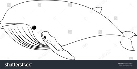 Outline Drawing Whale On White Background Stock Vector (Royalty Free) 1688423326 | Shutterstock