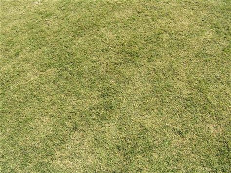 40 Grass Texture With High Res Quality Psddude