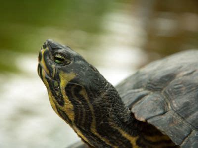 Cumberland Slider (Trachemys scripta troostii) - All Turtles