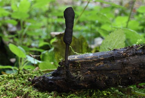 Xylaria Longipes Clipart 20 Free Cliparts Download Images On