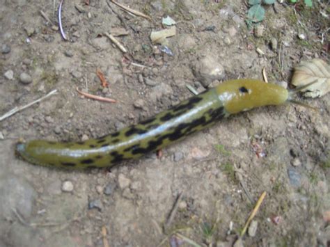 Pacific Banana Slug Project Noah