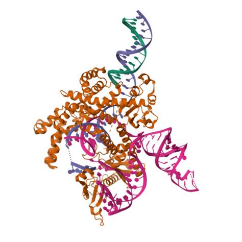 Rcsb Pdb 8gkh Structure Of The Spizellomyces Punctatus Fanzor Spufz