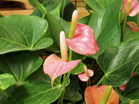 Anthurium Wikipedia La Enciclopedia Libre