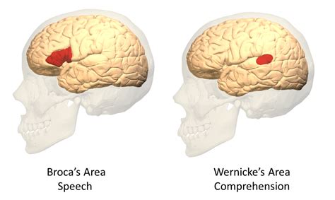 Broca Wernicke Owlcation Jdc