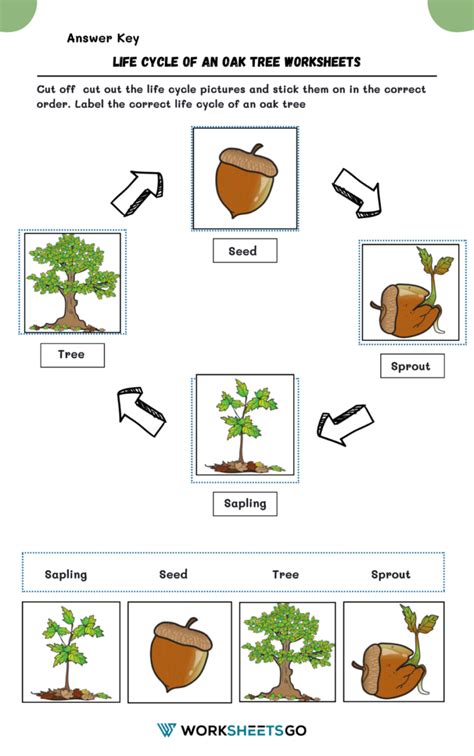 Life Cycle Of An Oak Tree Worksheets WorksheetsGO