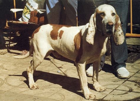 Spanyol Kopó Sabueso Español Kutya Tár