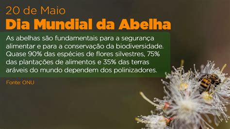 Dia Mundial Da Abelha - 20 de Maio – Dia Mundial da Abelha – Partido Verde