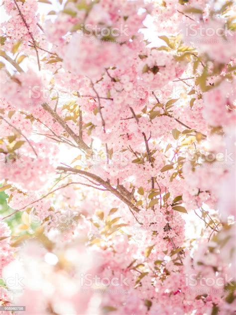halaman   file wallpaper gambar bunga sakura jepang