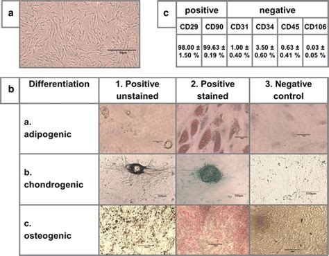 Characterization Of Isolated Human Adipose Derived Stem Cells A