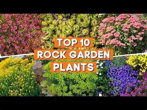 Best Plants For A Rock Garden Fasci Garden