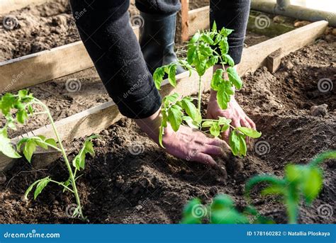 Gardener Hands Planting A Tomatoes Seedling In Soil Stock Photo Image