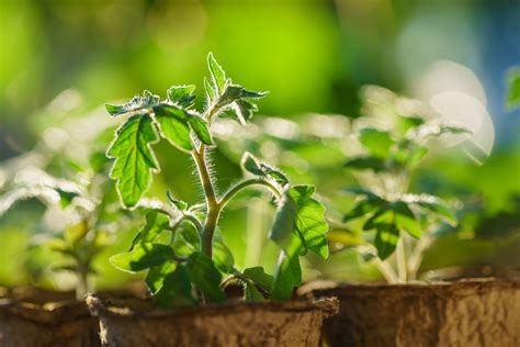 Tomato Plants In The Early Stages Of Growth Harvest Farm