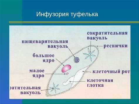 Инфузория туфелька - тайны микроскопического мира