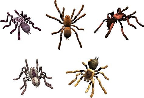 Spider Png Image Purepng Free Transparent Cc0 Png Image Library