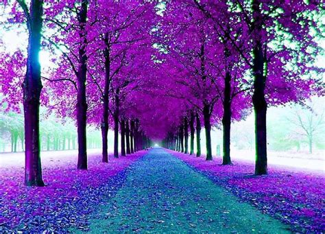 Una Hermosa Mezcla De Colores Purple Trees Beautiful Tree Nature