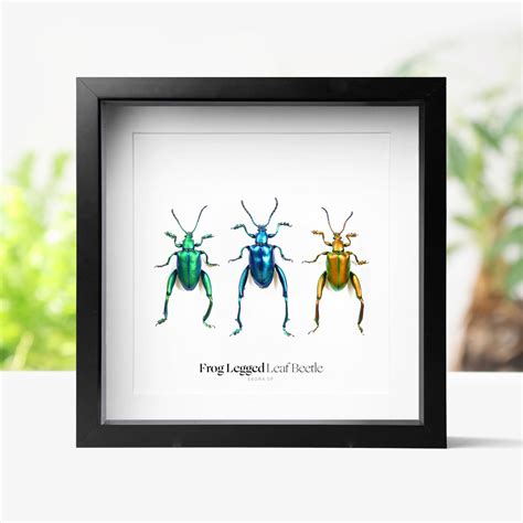 Frog-Legged Beetle Collection Insect Bug Taxidermy Box Frame: Black