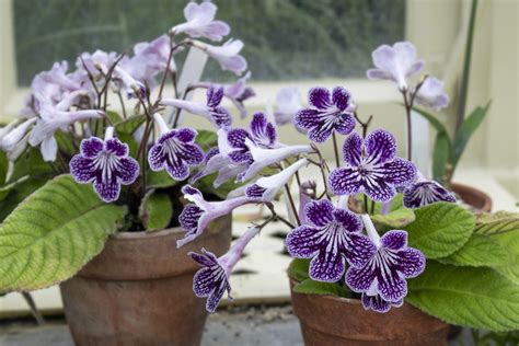 Skr Tnik Streptocarpus Wymagania Uprawa W Domu Piel Gnacja