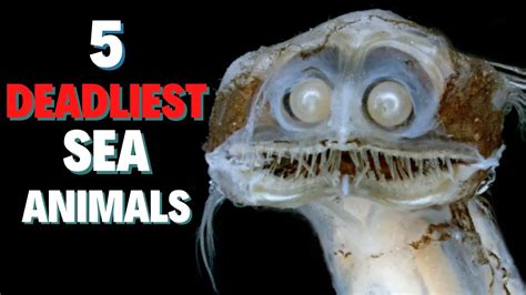 deadliest sea animal   world deadly sea creatures youtube