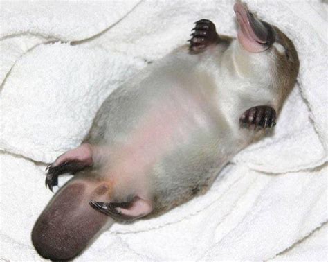 Here S Your Weekly Dose Of Cute 41 Baby Platypus Platypus Cute