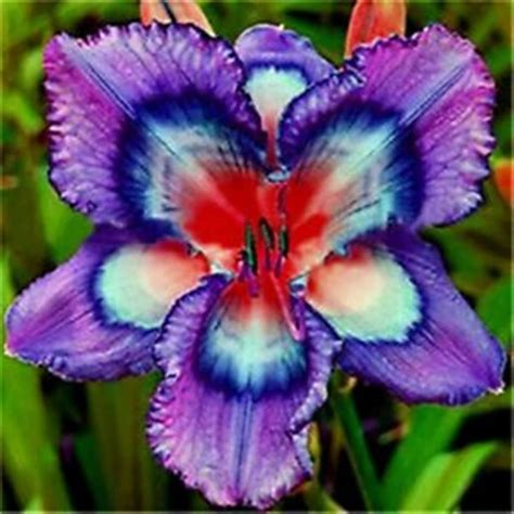 Daylilies Bulbs For Sale Hemerocallis Fulva Daylily Roots Daylilies