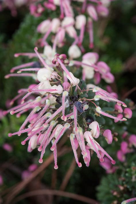 Grevillea Lanigera Alan Buckingham