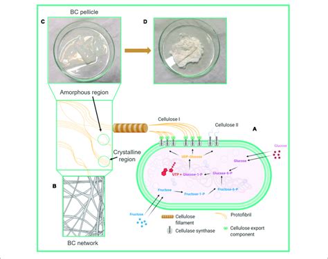 Schematic Diagram Of A The Biosynthesis Of Bacterial Cellulose Bc Download Scientific