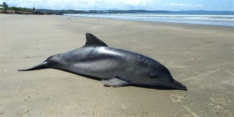 Boto cinza é encontrado morto em praia de Ilhéus no sul da Bahia