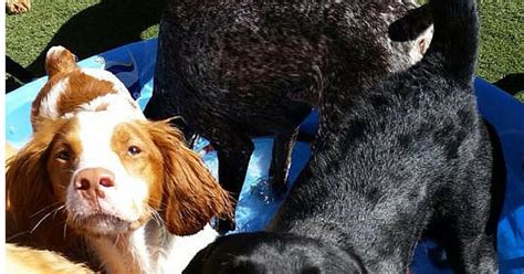 Bark City Doggy Daycare Frozen Kong Ideas